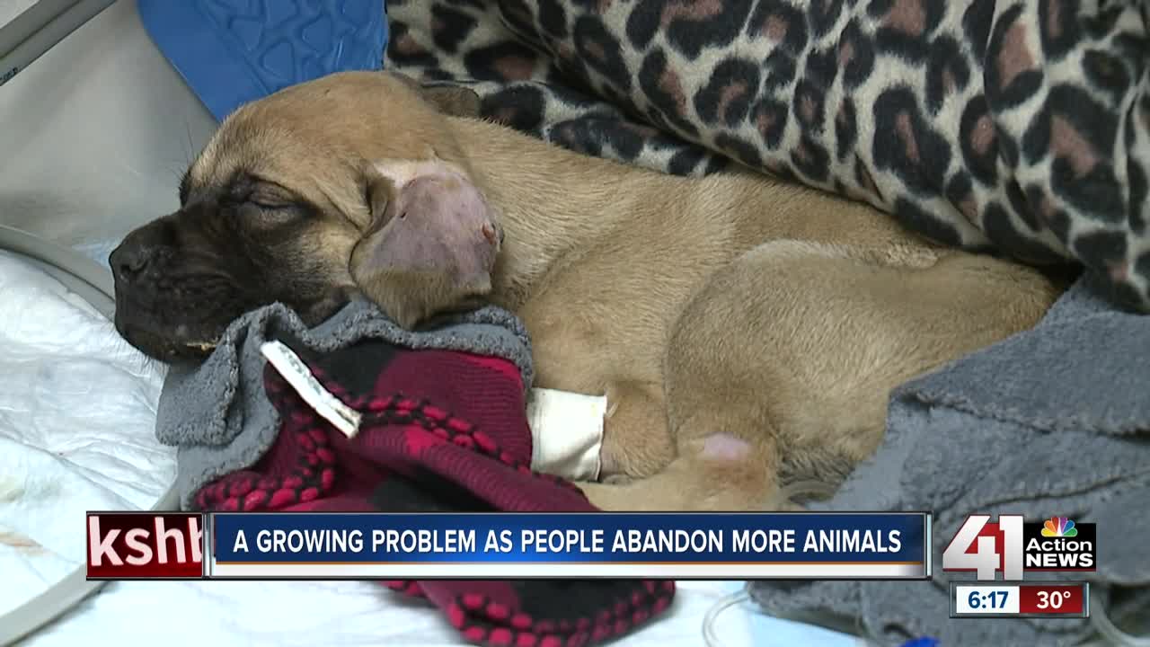 Kansas City shelters seeing uptick in abused animals