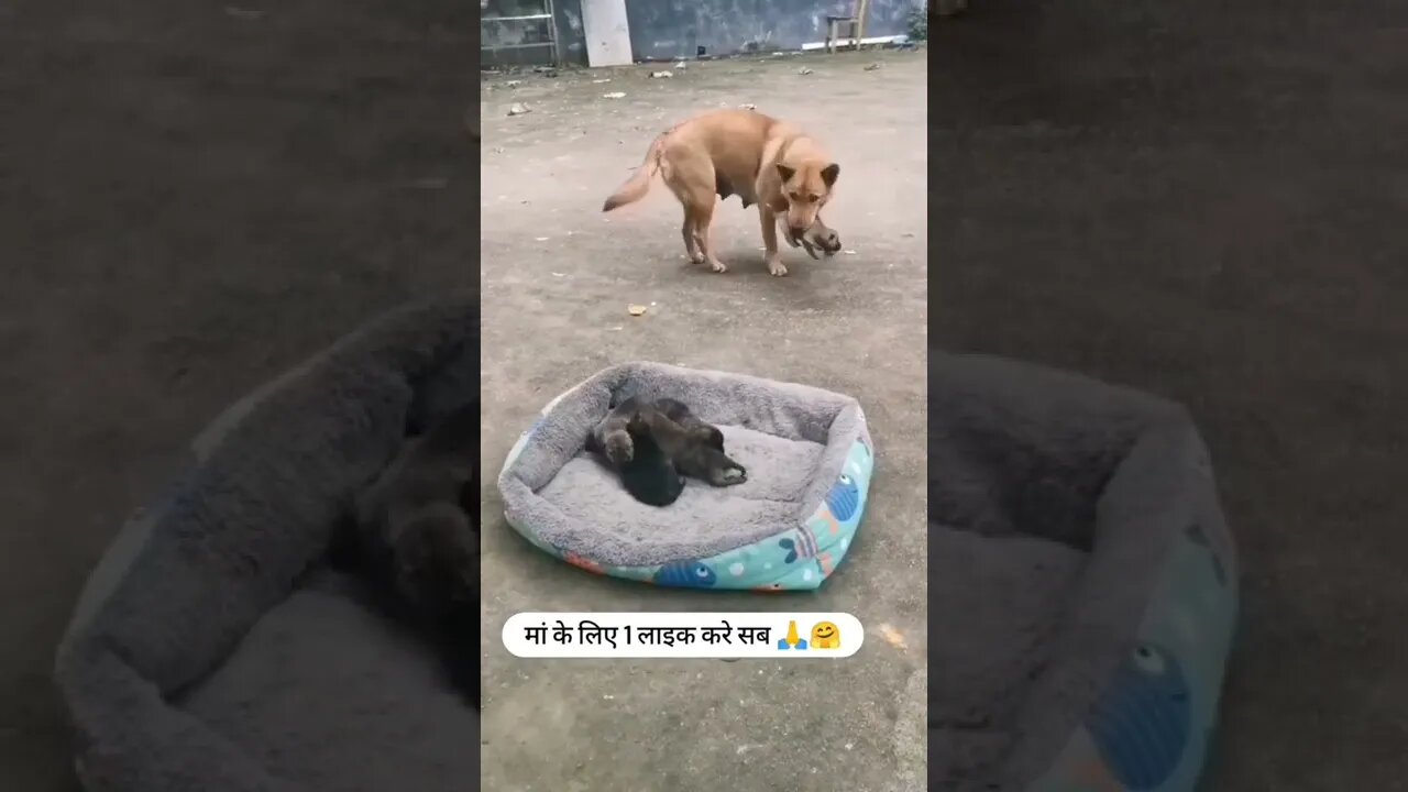 ऐसे दर्शन किस्मत वालो को नसीब होता है चैनल को subscribe 🔔 कर ले 🙏🙏 #shorts(3)