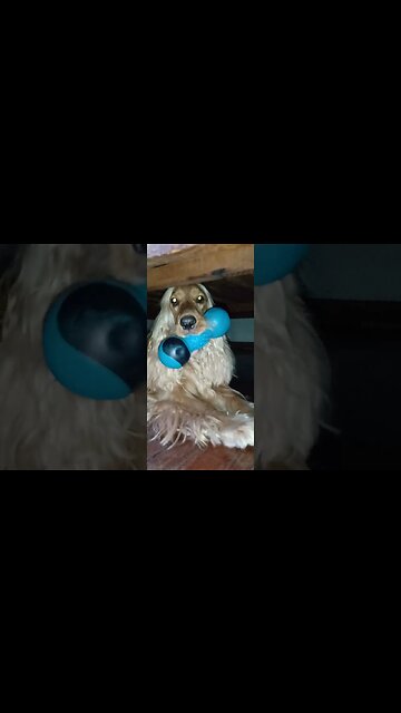 #dogshow , #animals , #dogs , #shorts