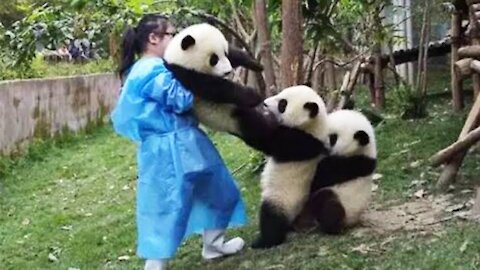 Cute Panda Compilation Videos