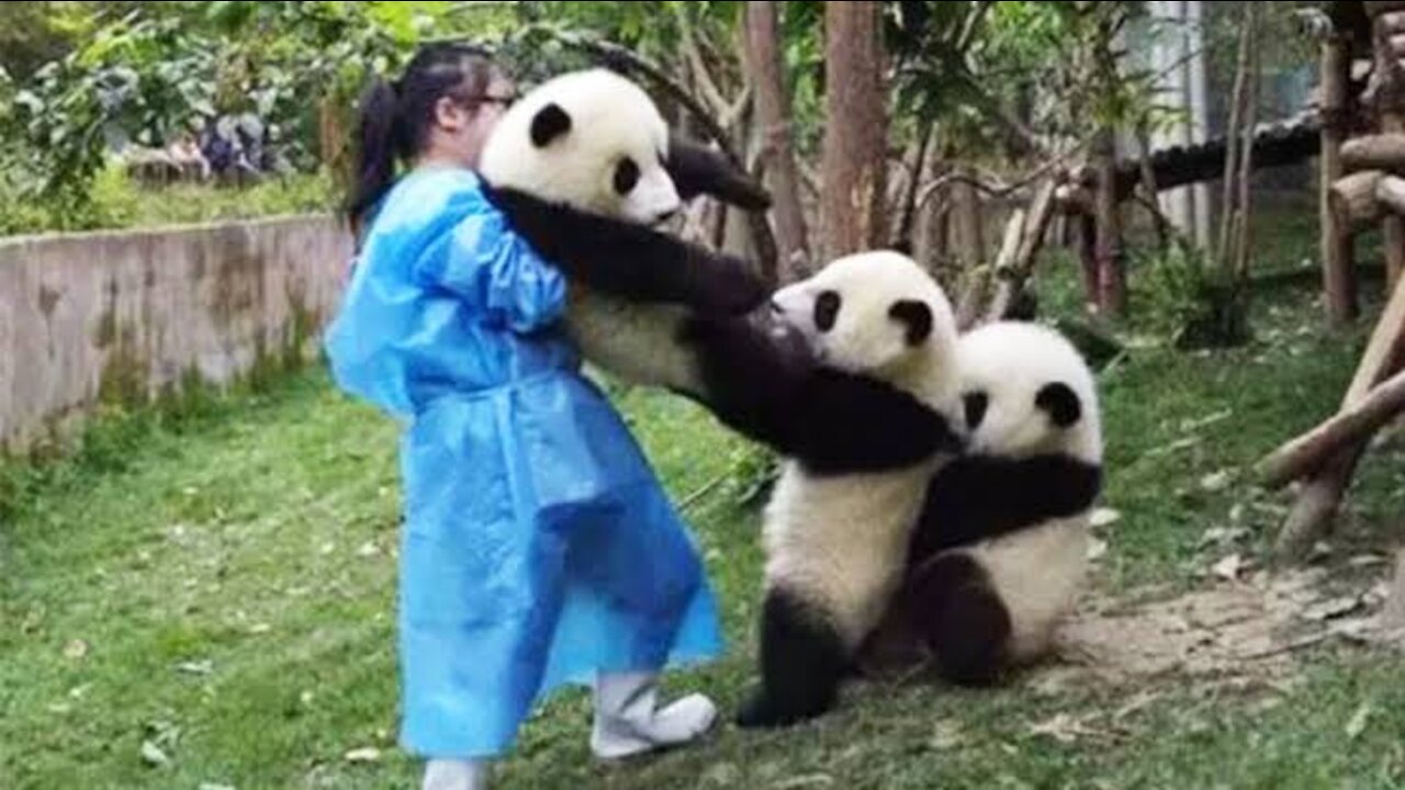 Cute Panda Compilation Videos