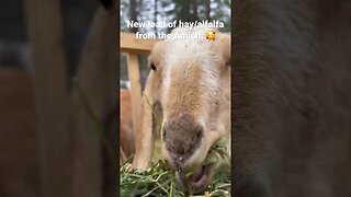 #homesteadinginmontana #goats #nubiangoats #shorts #homesteading #countryliving #montana