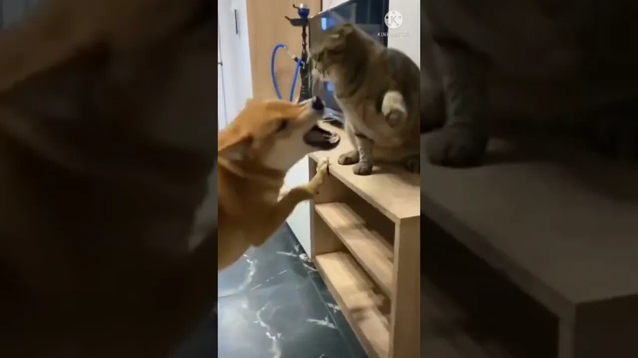 Dog 🐶 and cat 🐱 | dog VS Cat #shorts #short