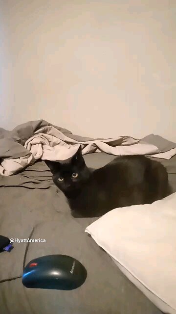 Watching My Cat's Reaction