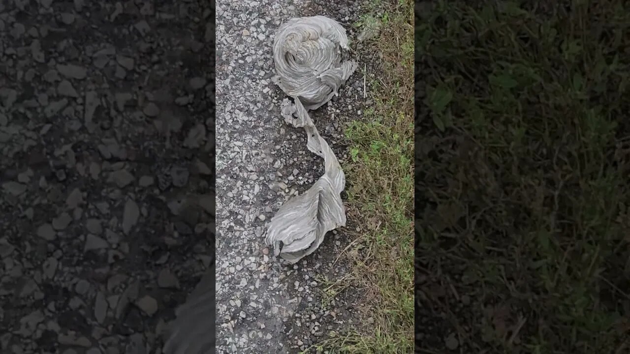 what is this #shorts