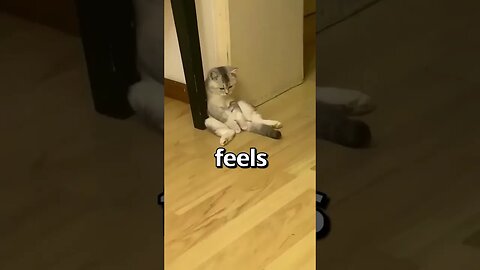 HAVE YOU EVER felt like this CAT 😱 Wholesome Moments