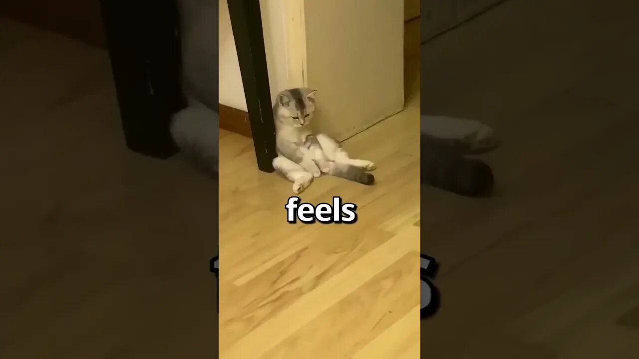 HAVE YOU EVER felt like this CAT 😱 Wholesome Moments