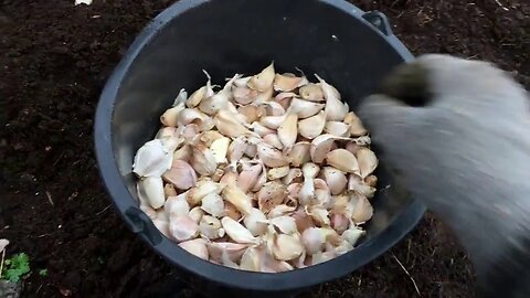 Take charge of your food supply - How to plant garlic