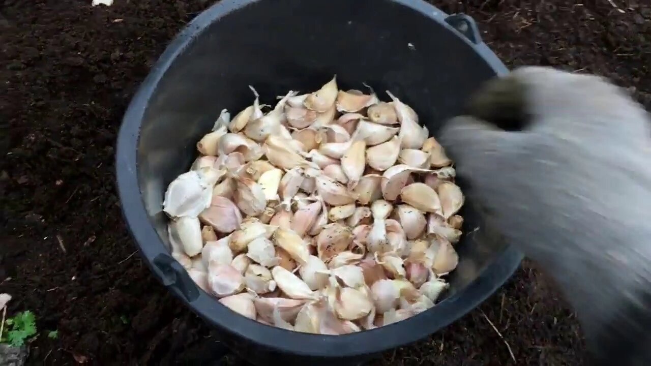 Take charge of your food supply - How to plant garlic