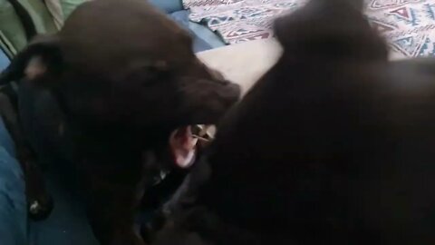BSL Spyker BSL Obi playfighting teeth Patterdale Terriers. Gentle male towards smaller feisty female