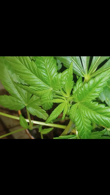 Blue Magoo Dance to Makeba Up Close Trichome Zoom