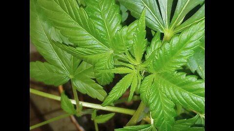 Blue Magoo Dance to Makeba Up Close Trichome Zoom