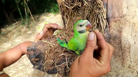 Survival In The Rainforest - BAMBOO SHOOTS - CUTE PARROT - BEE-8