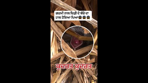 ਚਿੜੀ ਦੇ ਬੱਚੇ ਦੀ ਜੀਭ ਦੇਖੋ