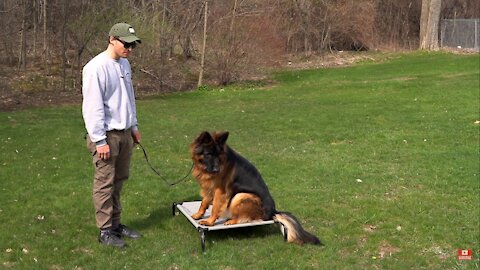 The BIGGEST overlooked dog training command! (MUST WATCH)