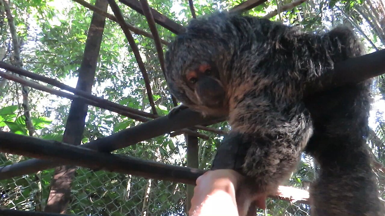 Rescued Saki Monkey wants to befriend caretaker