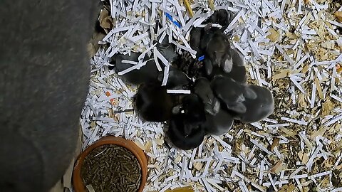 BLUE VIENNA BABY RABBITS KITS 7 DAYS OLD: Blue Black and Agouti or will it be Isabella? Konijntjes