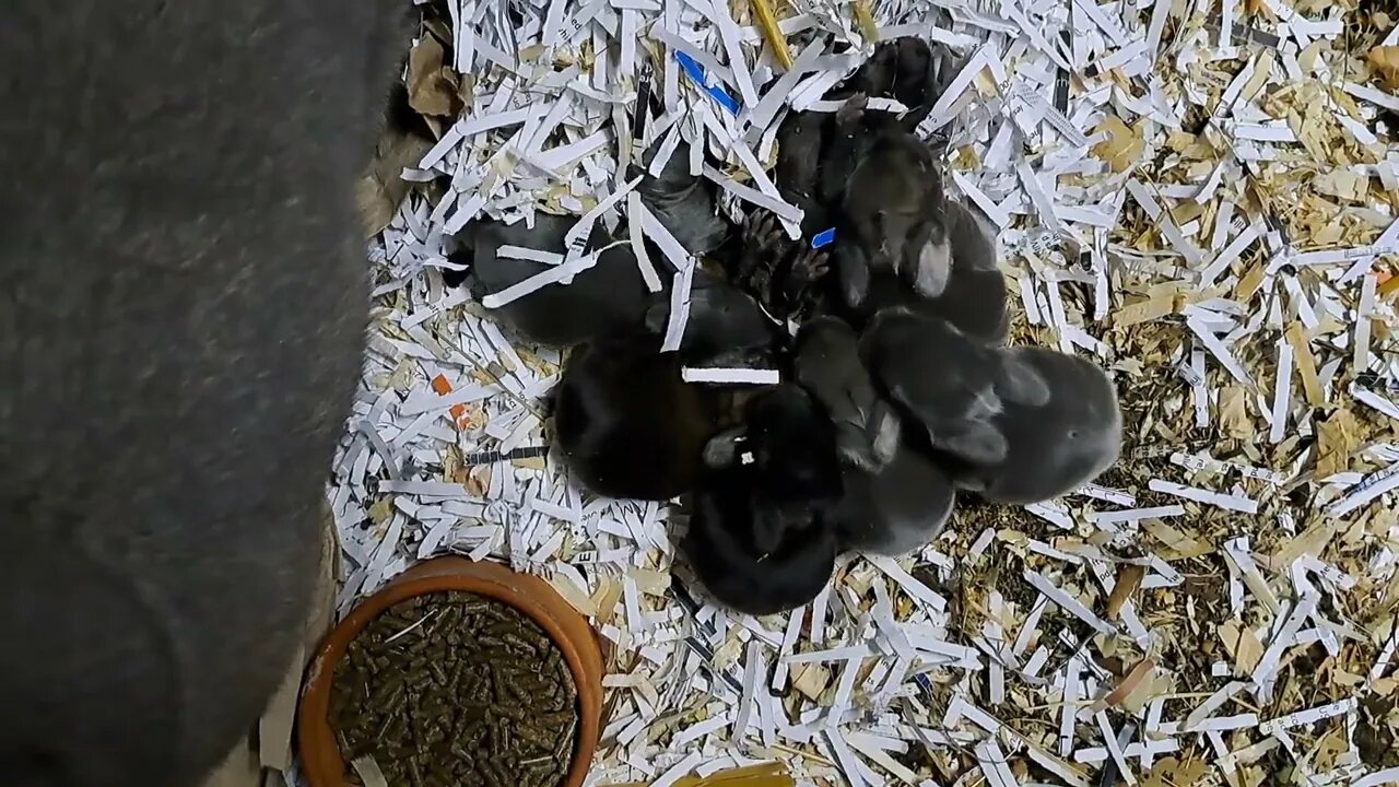 BLUE VIENNA BABY RABBITS KITS 7 DAYS OLD: Blue Black and Agouti or will it be Isabella? Konijntjes