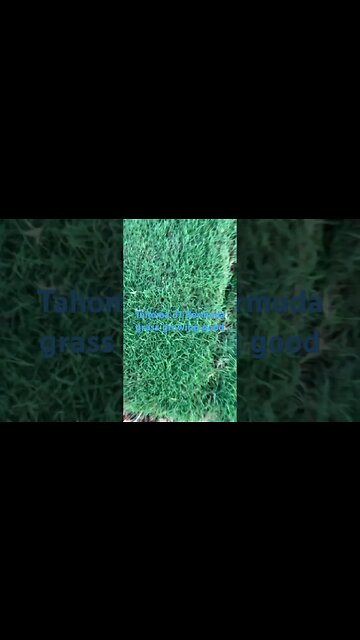 #viral #lawn #mowing #grass #bermuda #lawncare #tahoma #home #hybrid #dog #diy #shorts #short