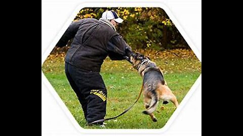 Dog Training 101: How to Train ANY DOG the Basics