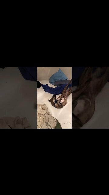 Video of my dog rolling on my bed, my most precious possession