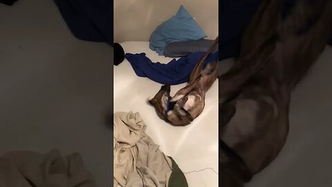Video of my dog rolling on my bed, my most precious possession