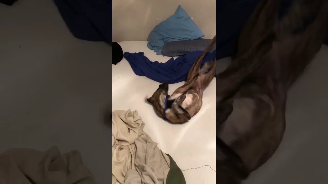 Video of my dog rolling on my bed, my most precious possession