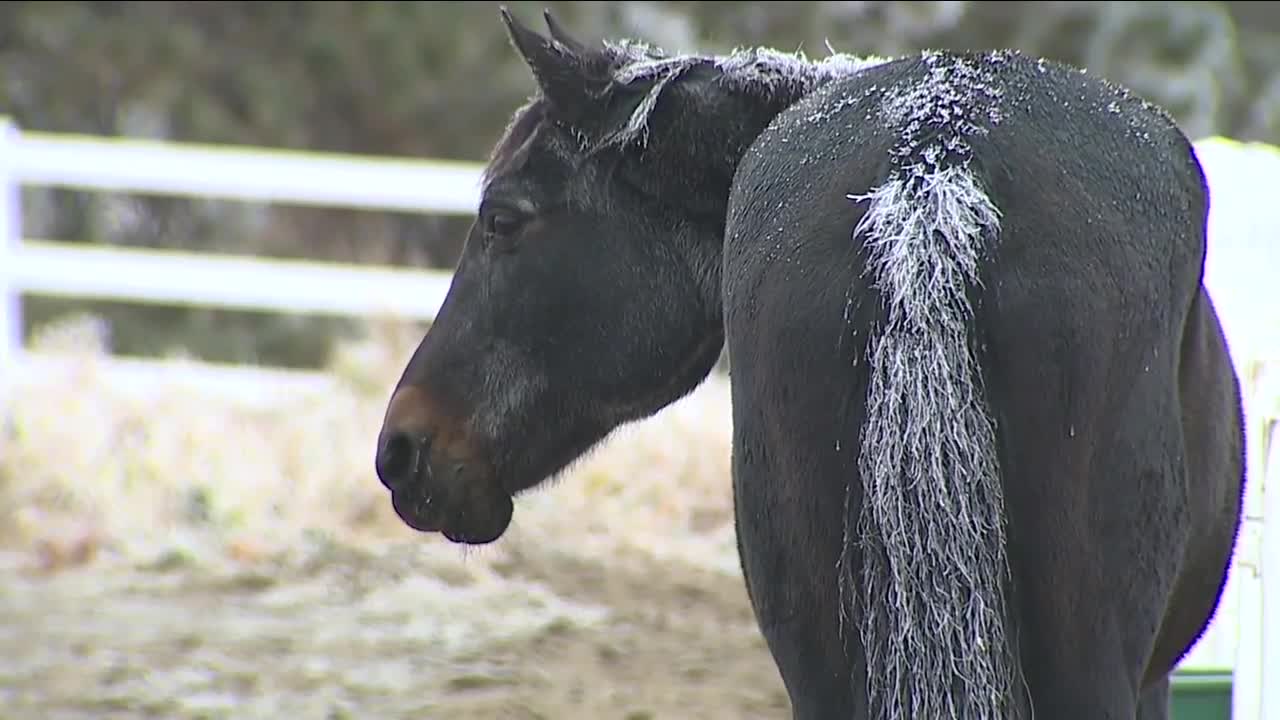 Denver7 viewers help raise more than $58,000 to save Elizabeth horse sanctuary