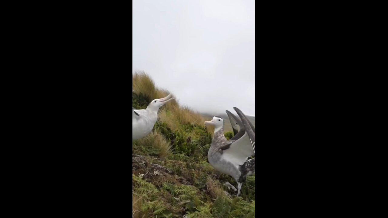 This scene is part of an important event in the life of the albatross.