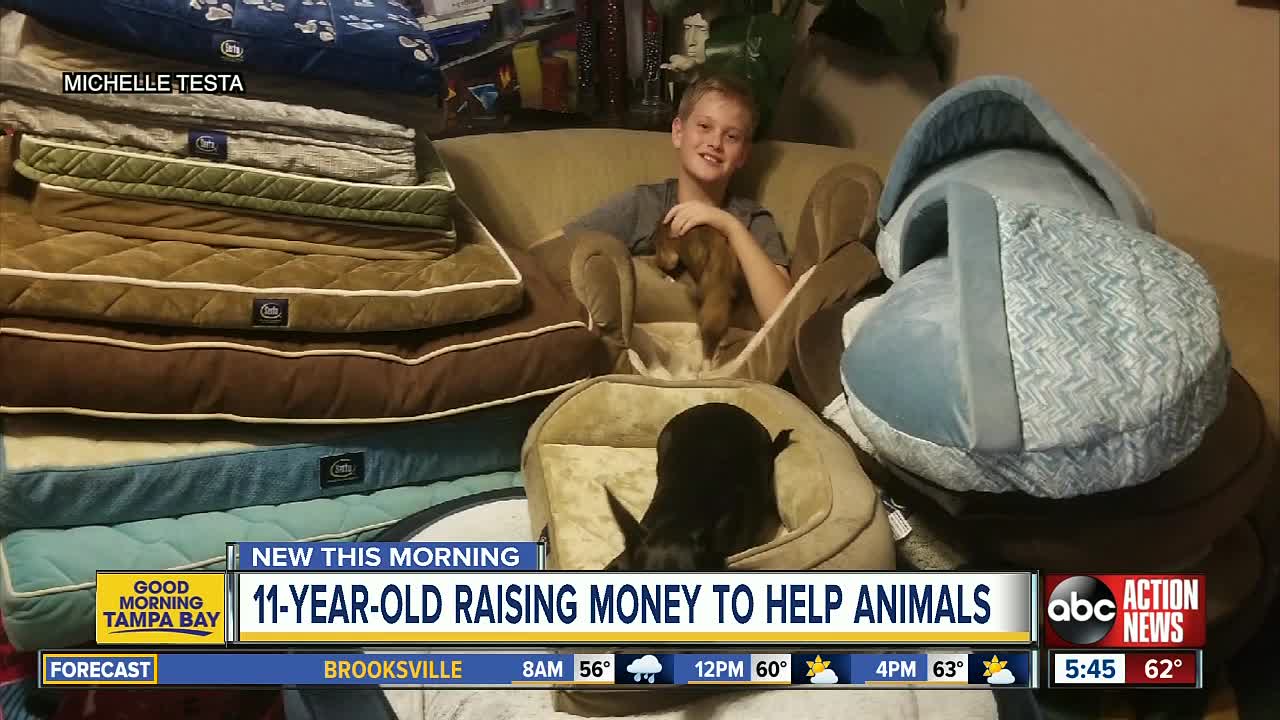 11-year-old Palm Harbor boy is a GoFundMe kid hero for raising over $30,000 to help animals