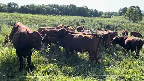 Bull mob is hammering the ram sheep pasture back into shape.