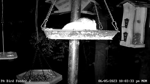 Flying squirrel on Bird Feeder 2 6/5/2023