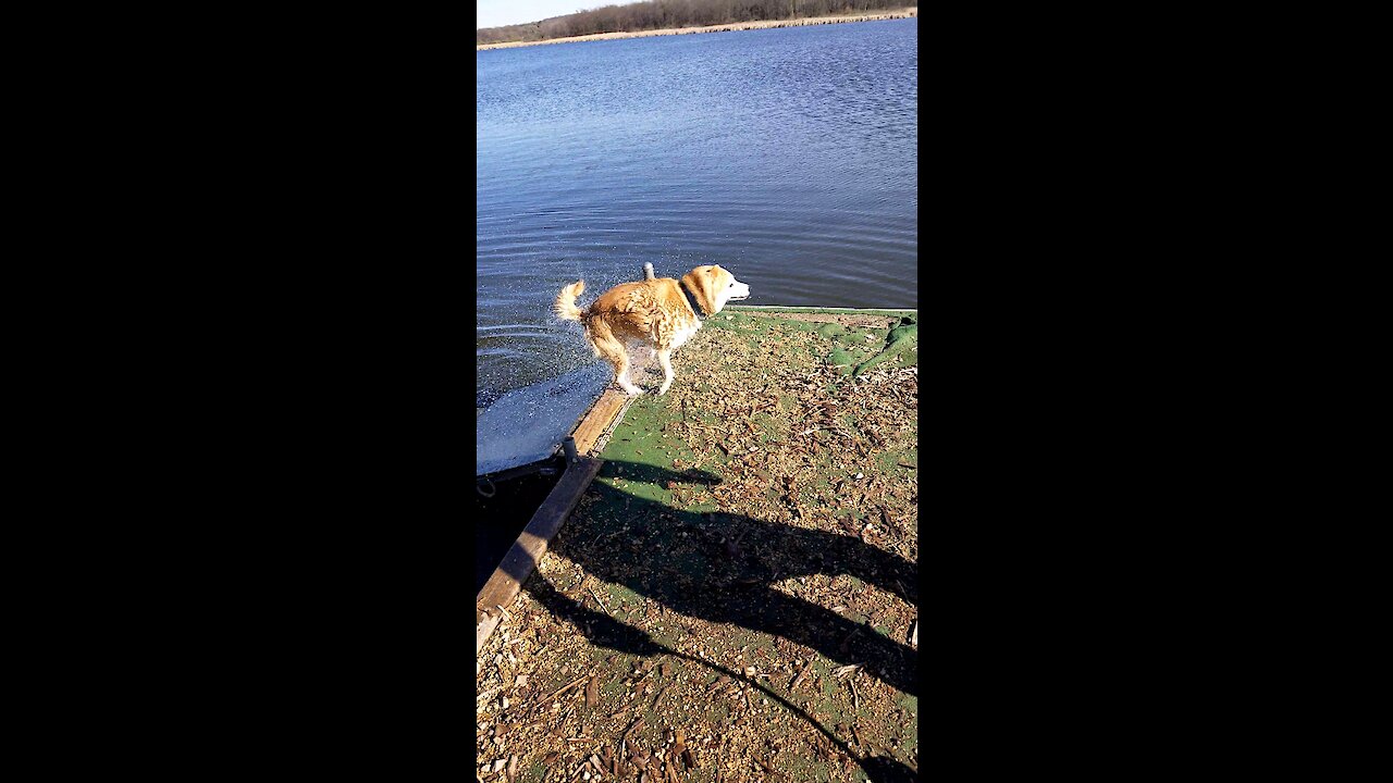 Clumsy Shiba Inu Falls in Water SWIM FAIL