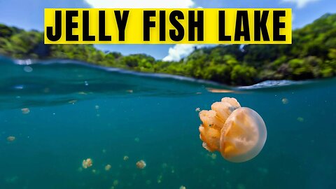 JellyFish Lake