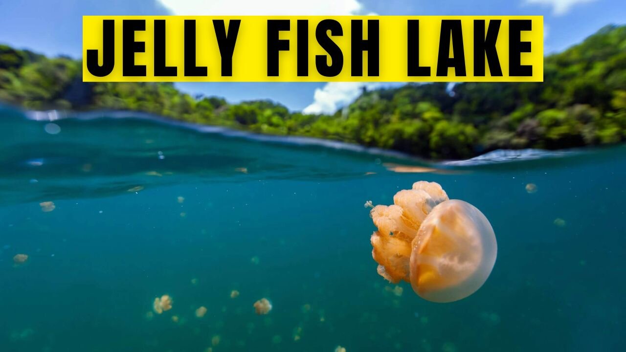 JellyFish Lake