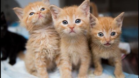 Cute kittens playing