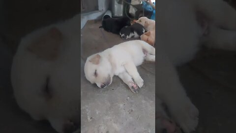 Puppy Zzz's: A Relaxing Sleep Session #yt #youtuber #youtubeshorts #reels #shorts #shortsfeed