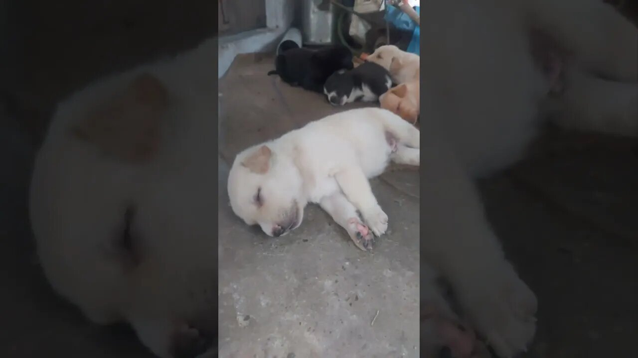 Puppy Zzz's: A Relaxing Sleep Session #yt #youtuber #youtubeshorts #reels #shorts #shortsfeed