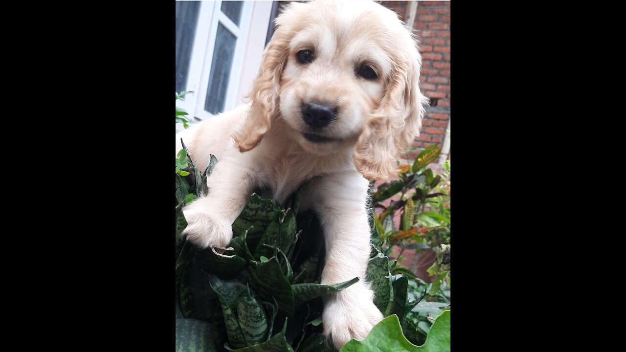 Cocker spaniel ziggy!!