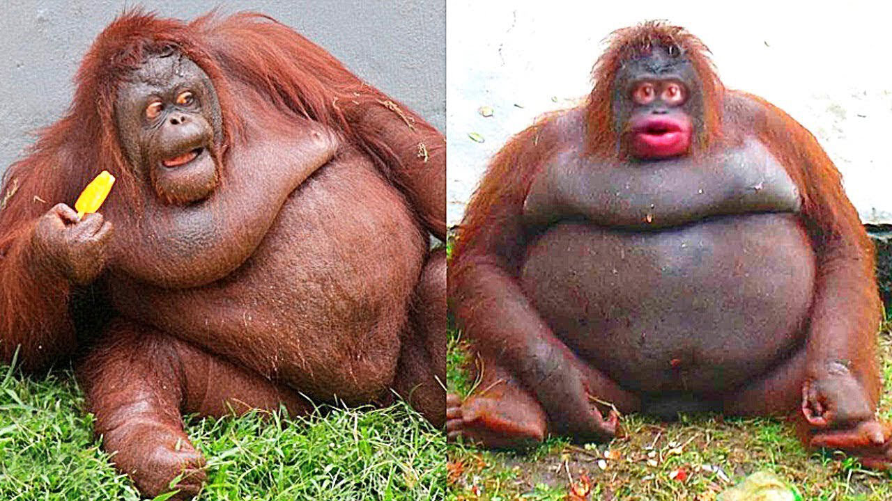 15 FATTEST Animals Might be Never Seen