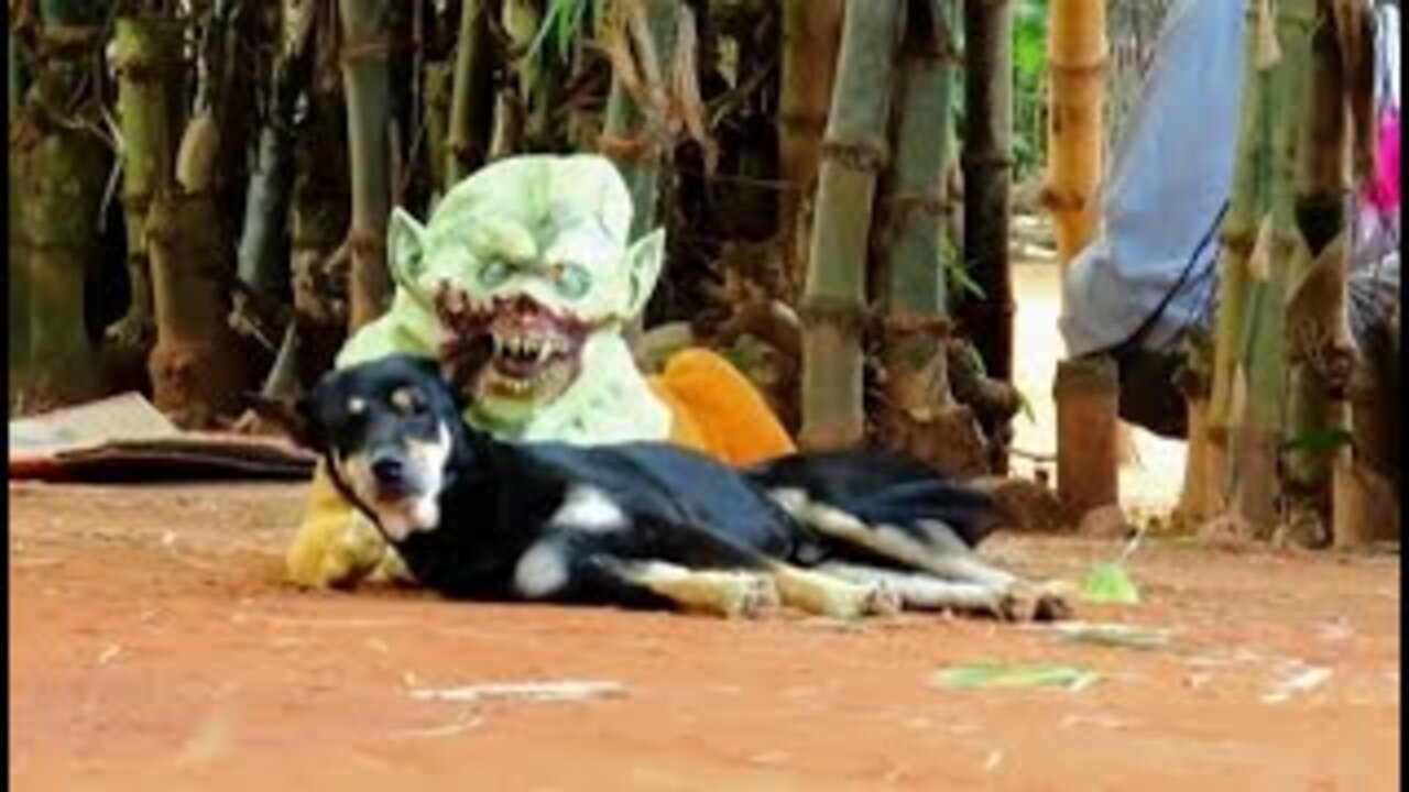 Dog trolled by fake tiger and gets the biggest scare, very funny dog ​​despair | #trolleddog - #4