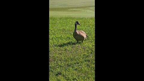 The Geese are plotting