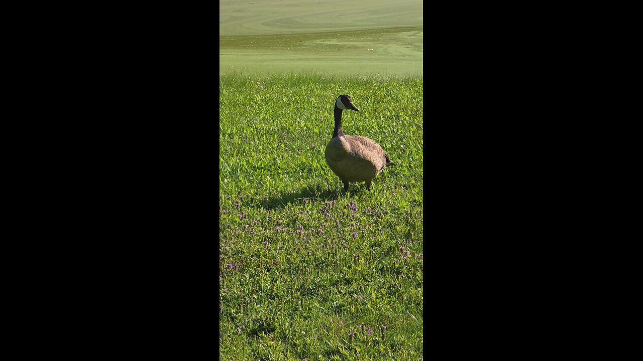 The Geese are plotting