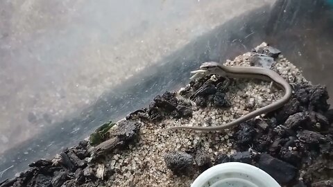 A LITTLE BROWN SKINK HUNTING A GRASSHOPPER (09/26/23) 🎶