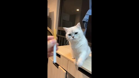 Cat lov ❤️