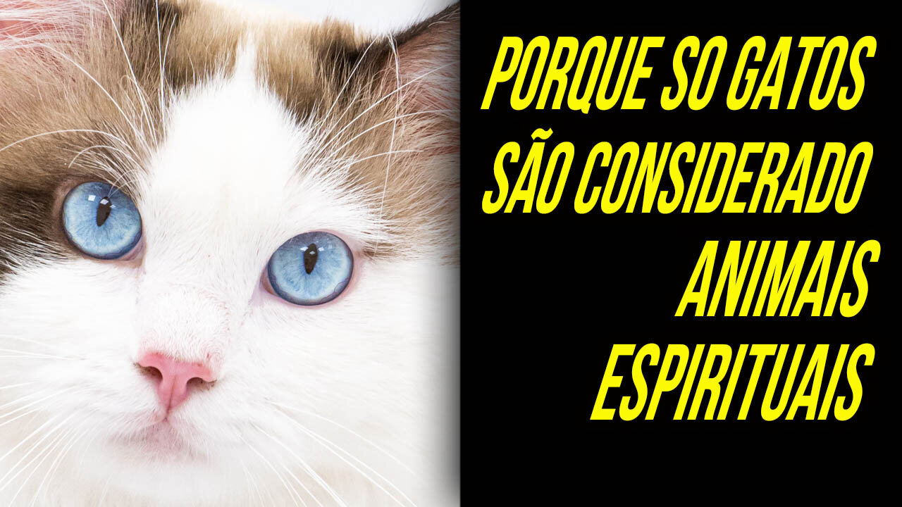 MOTIVOS PELOS QUAIS OS GATOS SÃO CONSIDERADOS ANIMAIS ESPIRITUAIS