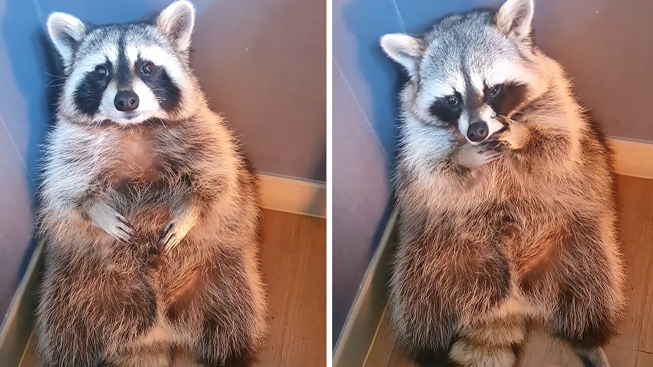 Pet raccoon sits and cries in the corner like a toddler in time out