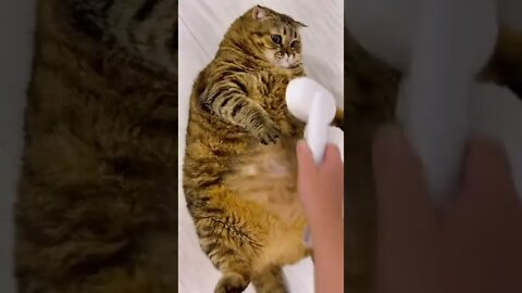 #shorts Смешные Коты Из Тик Тока 226 Funny Cats From Tiktok