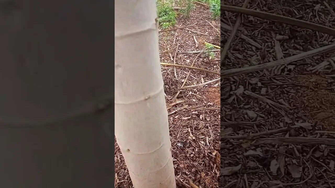 VEJA O QUE VOCÊS PRECISAM FAZER PARA TER MAMÃO ASSIM#SHORTS