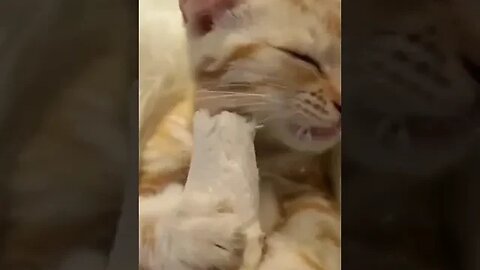 Hungry Cat #catfunnyvideos #catfunnymonents #funnyvideo